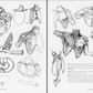 Morpho: Anatomy for Artists - Skeleton and Bone Reference Points Book